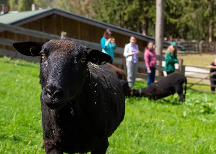 Σαλέ Frein - Kaltenbach *