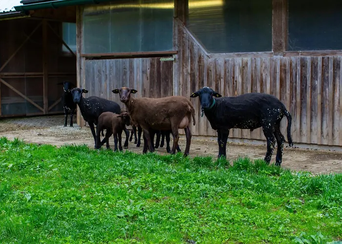 Frein - Kaltenbach Σαλέ Frein an der Murz